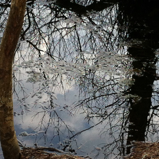 I have this thing about tree branches. I have this thing about trees reflected in still water too.